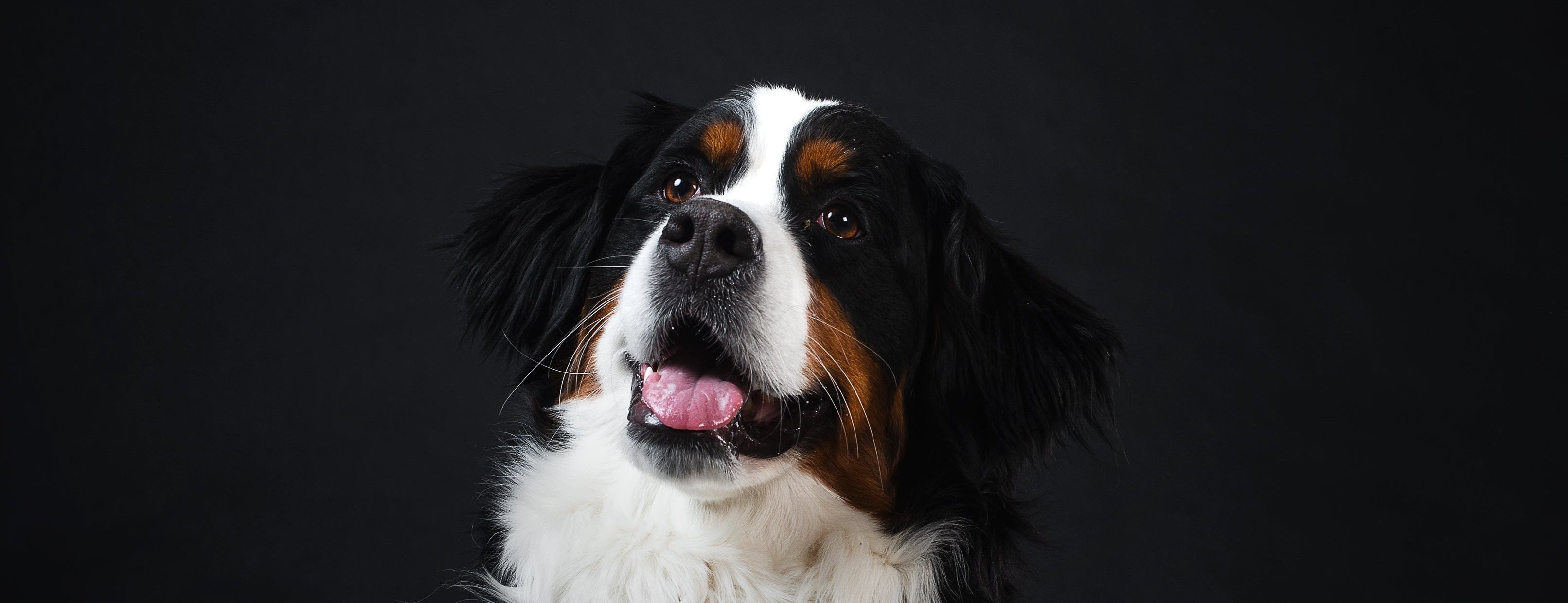 Pampered Pets (Boarding) Ltd — dog boarding
